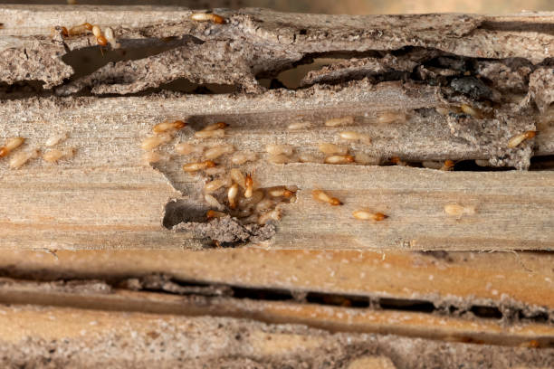 Best Pest Control Treatment  in , ID